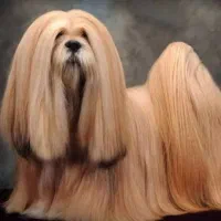 سگ  لهاسااپسو اورجینال وارداتی