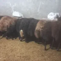 تعداد۱۶ میش دورگ افشار|حیوانات مزرعه|دهگلان, |دیوار