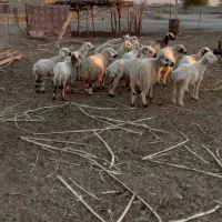 بره چاق پلوار کشتاری 370کیلویی