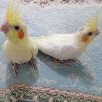 جوجه عروس با کیفیت آماده آموزش وسخنگو