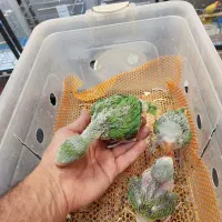 ملنگو سبز|پرنده|کرج, فاز ۳ گوهردشت|دیوار