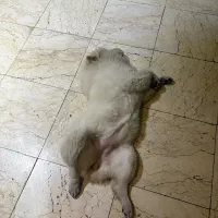 واگذاری توله چاو چاو