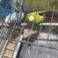 یک جفت مرغ عشق|پرنده|مشهد, مشهدقلی|دیوار