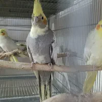 عروس هلندی ماده ابلغ نیمه دستی تقریبایکساله|پرنده|قم, لبچال|دیوار