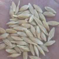 گندم اوکراینی قد بلندخصیل کاری