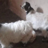 دو عدد بز ماده سالم و سرحال