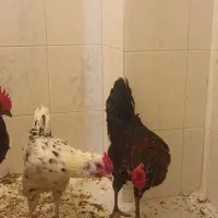 خروس|حیوانات مزرعه|قم, سالاریه|دیوار