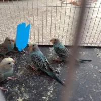 مرغ عشق|پرنده|زاهدان, |دیوار