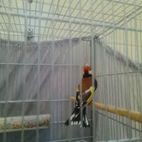 سره چهار گل|پرنده|ری, علایین|دیوار