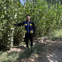 ارائه نهال سنوبر تبریزی سریع الرشد|خدمات باغبانی و درختکاری|لیسار, |دیوار