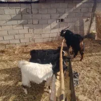 تعدای کهره وچبش نر|حیوانات مزرعه|حنا, |دیوار