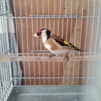 سهره نر|پرنده|خوی, |دیوار