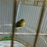 قناری ماده ابلغ پرتغالی فر معاوضه بانر مست خوان|پرنده|چناران, |دیوار