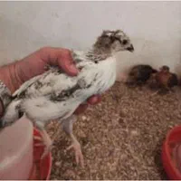 مرغ تخمگذار و سربری و بلدرچین و جوجه(دستگرد برخوار|حیوانات مزرعه|اصفهان, دستگرده|دیوار