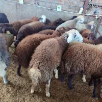 بره نره|حیوانات مزرعه|گرگان, |دیوار