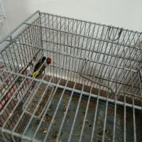 سهره نر|پرنده|محمدیه-قزوین, |دیوار