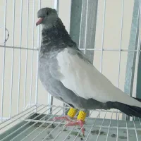سینه سبز و چنتا جوجه|پرنده|شیراز, سینما سعدی|دیوار