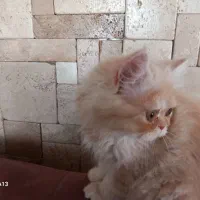گربه پرشین خالص سوپر فلت ۴ ماهه کارامل|گربه|تهران, شهرک آپادانا|دیوار