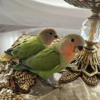 طوطی برزیلی