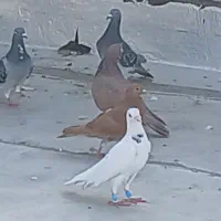 دورگ پلاکی