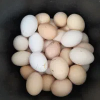 تخم لاری اصیل نطفه دار
