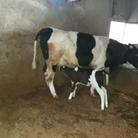 گاوشیری باگوساله