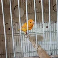 قناری سرخ نر نیمه مست|پرنده|شاهینشهر, شهرک امام علی|دیوار