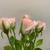 گل های  انعطافی|صنایع دستی و سایر لوازم تزئینی|تهران, تهرانپارس غربی|دیوار