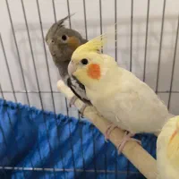 جفت جوجه عروس هلندی