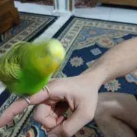 یک عددمرغ عشق دستی|پرنده|شیراز, کوشک میدان|دیوار