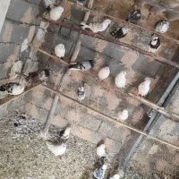 کبوتر پرشی|پرنده|جلیل آباد, |دیوار