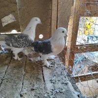 کبوتر ترکیه وارداتی بازی دار|پرنده|شهرکرد, |دیوار