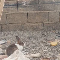 خرگوش