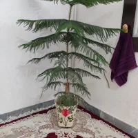 گل طبیعی