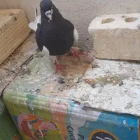 پرنده