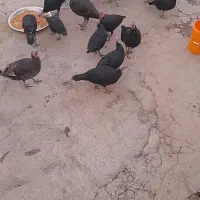 بوقلمون|حیوانات مزرعه|کوهدشت, |دیوار