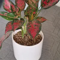 گل کاملا سرحال و زیبا