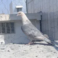 کفتر کله هندی