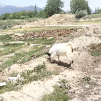 بز زا نکرده