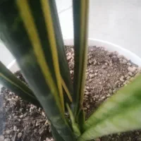 سانسوریا طلایی|گل و گیاه طبیعی|شیروان (خراسان), |دیوار