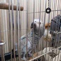 کاسکو رام دستی باهوش پرکلام|پرنده|تهران, اسکندری|دیوار