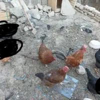 مرغ