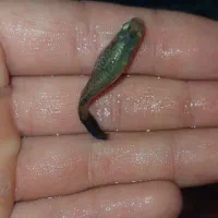 ماهی گوپی درجه یک|ماهی|مرند, |دیوار