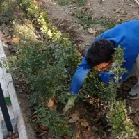 باغبان حرفه ای
