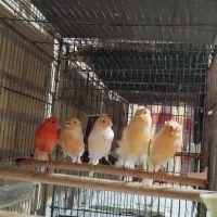 ۵ نر شور قناری موزاییکی
