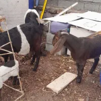 بز ماده با بزغاله با یه بز نر یه بز ماده ابستن|حیوانات مزرعه|کوهین, |دیوار