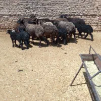 میش بره دار بز قوچ شیشک