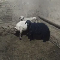 سه عدد بره نر