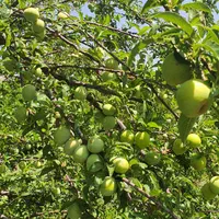 فروش باغ گردشگری صنعت نفت دالین