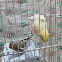 عروس هلندی|پرنده|شهریار, شهریار|دیوار